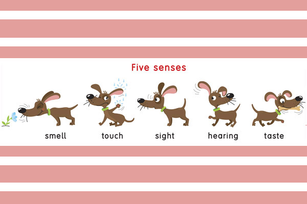 five senses
