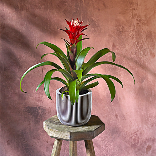 Dobbies houseplant range bring joy to your home this autumn Platinum