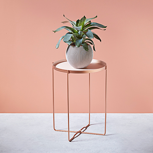 Dobbies houseplant range bring joy to your home this autumn Platinum