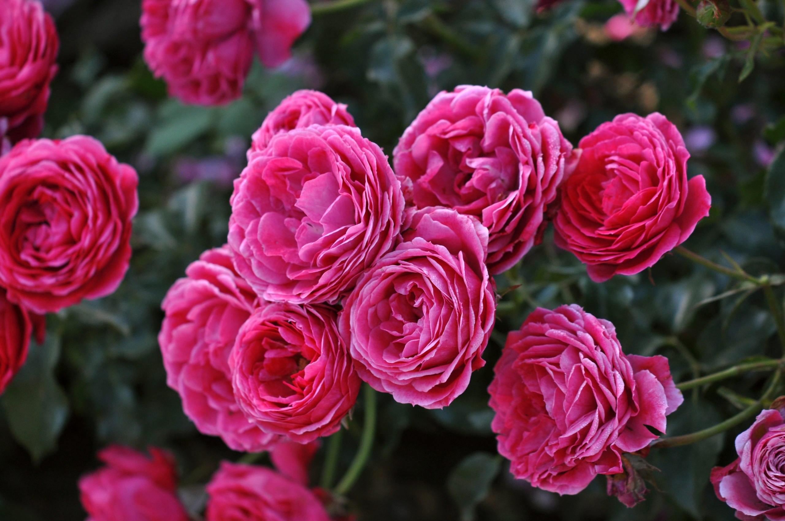 Plant, grow and eat these edible roses this spring