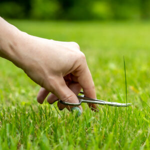 Cutting grass with scissors