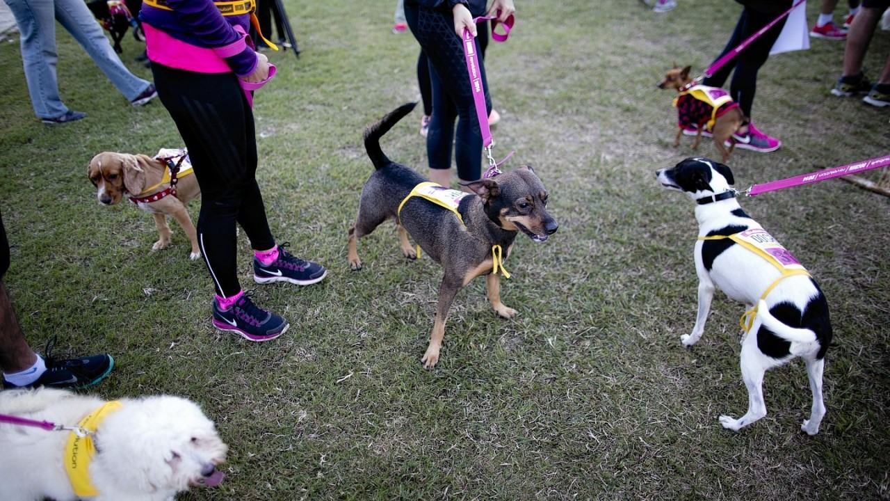 Owners with their dogs compete in the 5th edition of the annual Argentina dog run in Buenos Aires
