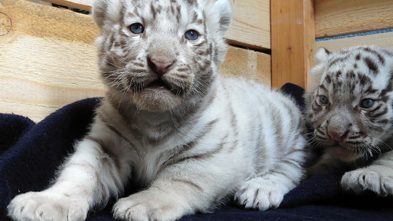 Two of five Bengal white tigers cubs born on April 25, 2014, are seen at their cage at the White Zoo in Kernhof, Austria,