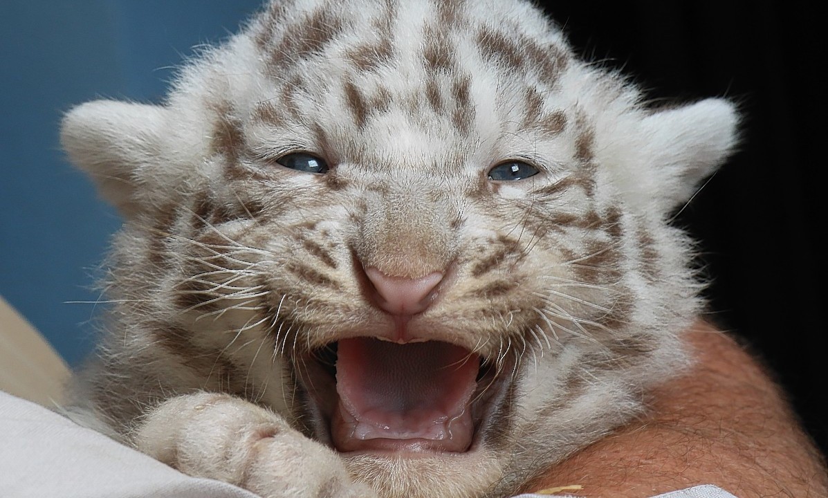 One of five Bengal white tigers cubs born on April 25, 2014, are taking back at their cage at the White Zoo in Kernhof, Austria,