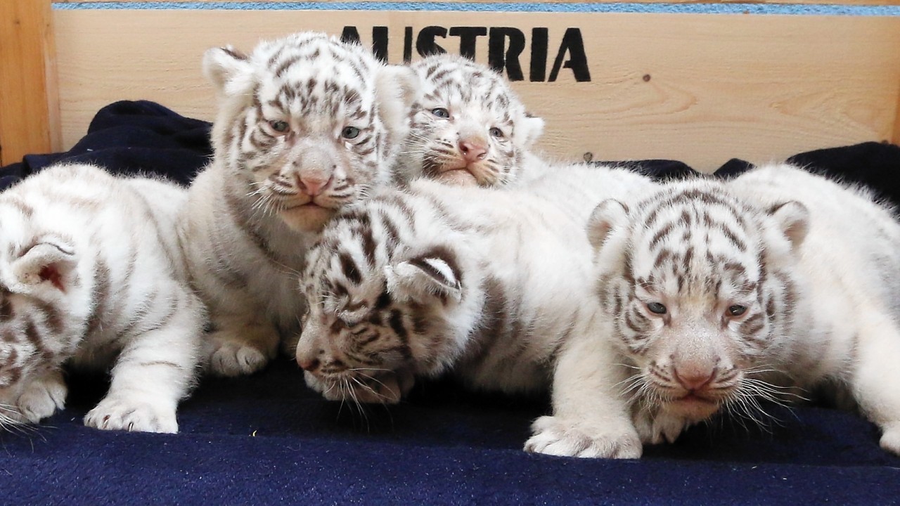 Five Bengal white tigers cubs born on April 25, 2014, are seen at their cage at the White Zoo in Kernhof, Austria