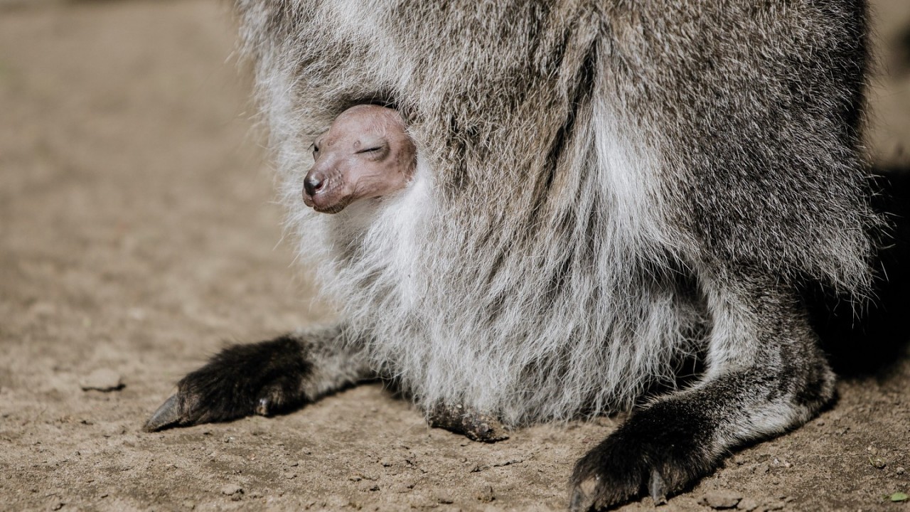 One of the youngest Joeys (approx three-weeks-old) poking its head out of its mothers pouch to enjoy the sunshine at Woburn Safari Park