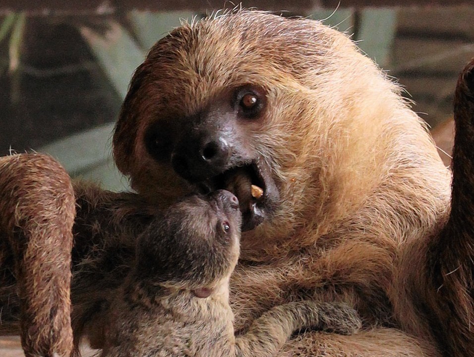 Two-toed sloth Marilyn with her baby as a pair of sloths have speeded up their usual slow dating game to produce London Zoo's first baby sloth - to the surprise of their keepers