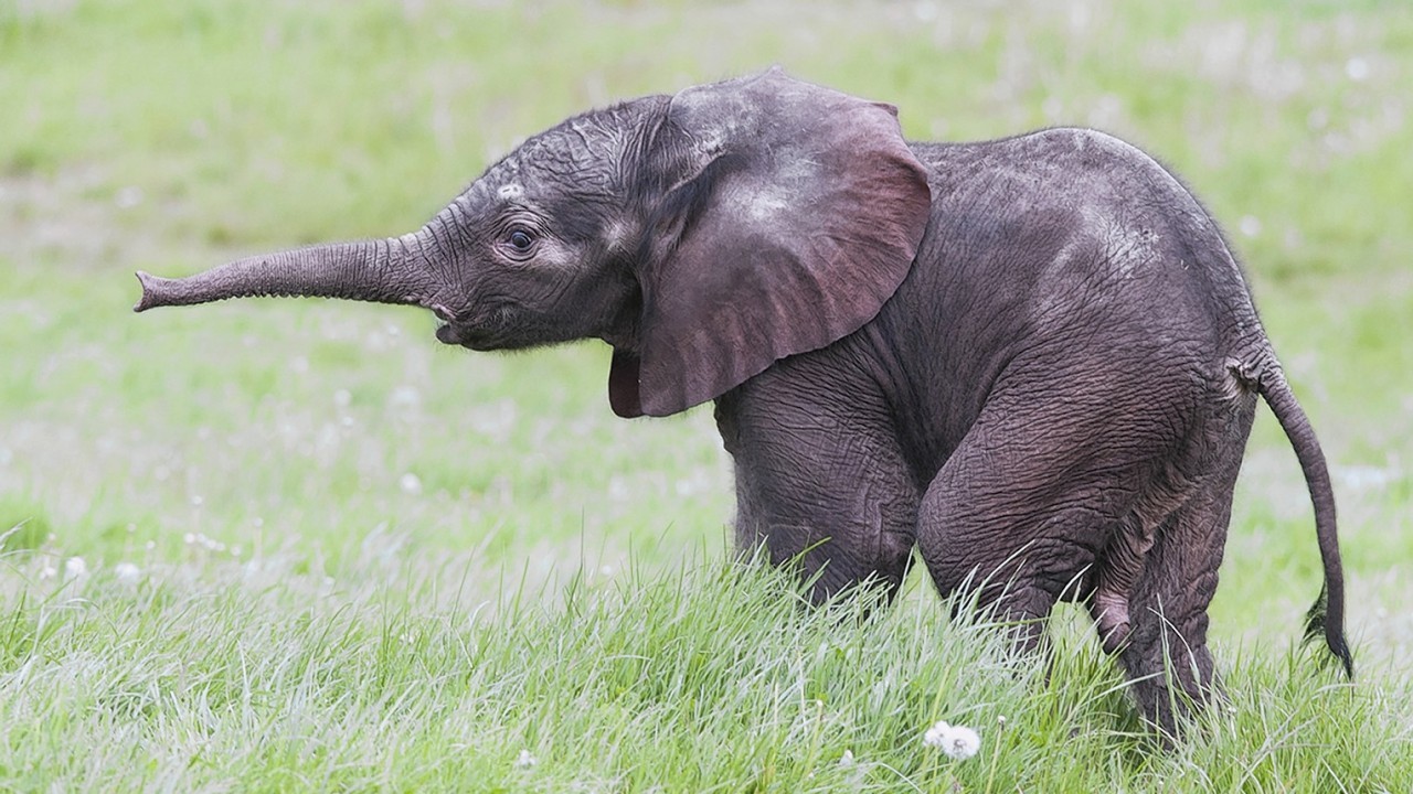 A baby elephant takes its first steps in West Midland Safari Park