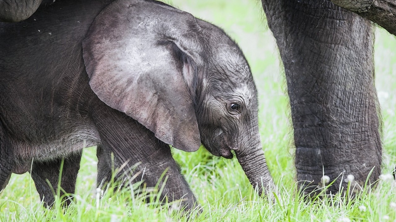 A baby elephant takes its first steps in West Midland Safari Park