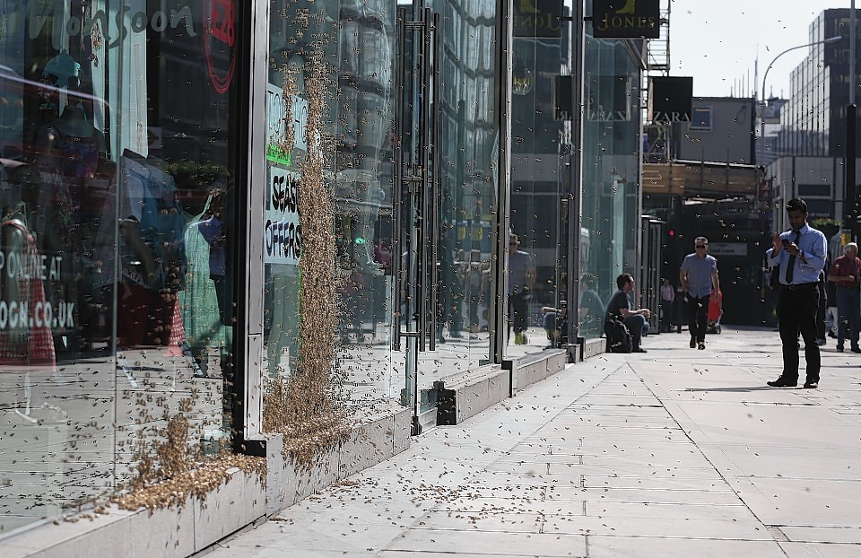 A swarm of 5,000-strong honeybees that have been attracted to a discount sign on the window of Topshop in Victoria Street, central London, turning the fashion store display into a carpet of insects