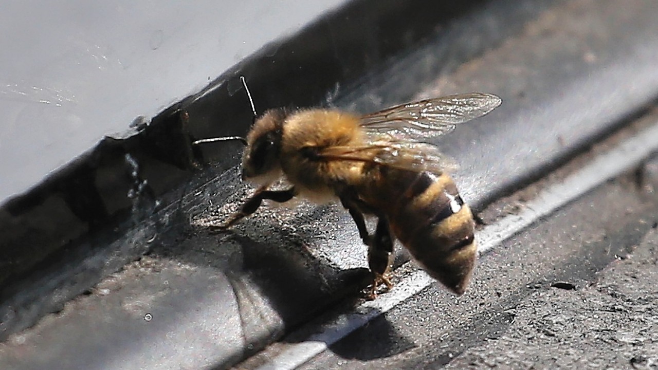 A hive of honeybees at Scaniport has been destroyed after an outbreak of the disease