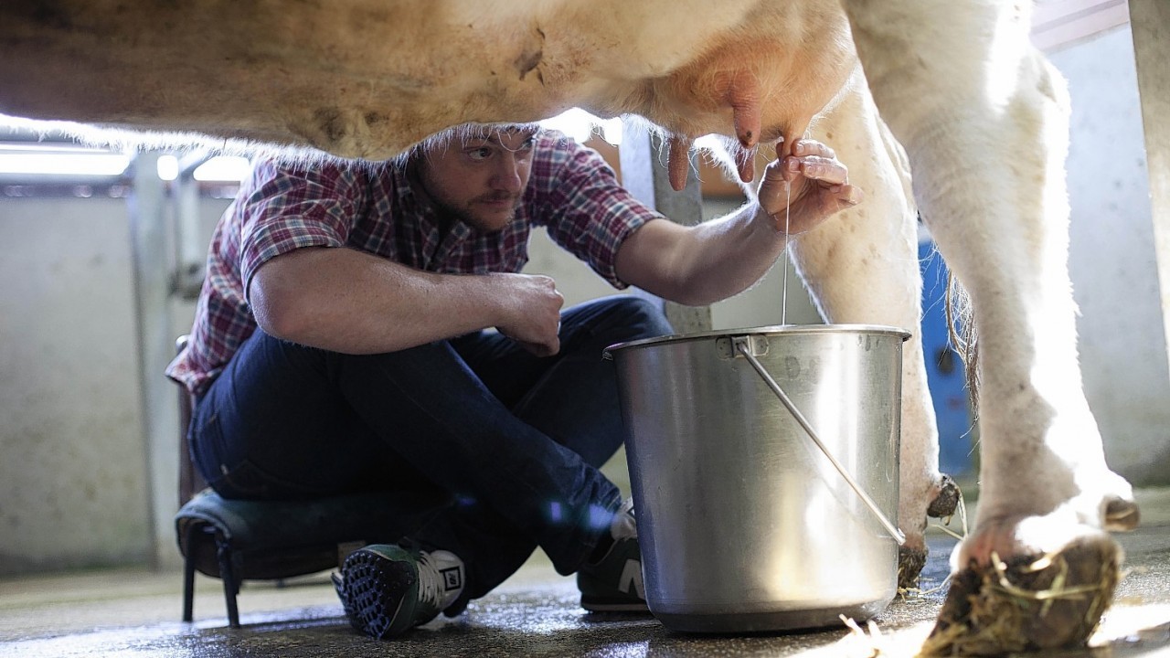 Dom Dwight from Taylors of Harrogate milks a cow at the Hare Krishna Cow Protection Sanctuary at Gokul Farm, Bhaktivedanta Manor in Aldenham, in search of ingredients for the world's best coffee