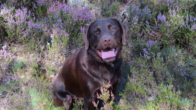 Bruno is a one-and-a-half-year-old chocolate Lab who lives with Irene Eastwood in Boat of Garten