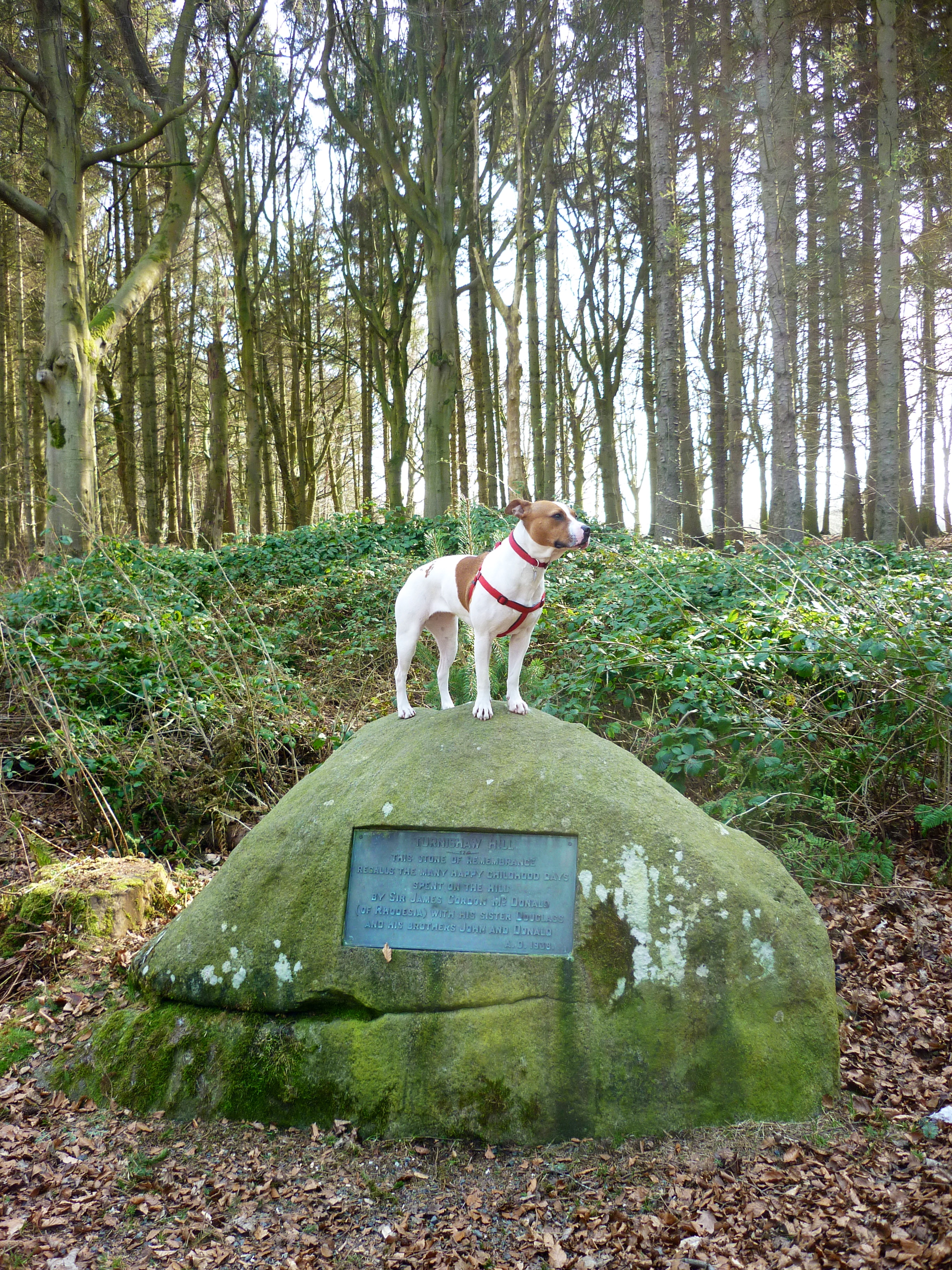 This week's winner is four-year-old Staffie cross, Candy, who is pictured here on a recent walk around the McDonald Woods in Ellon. She lives with the Mersons in Ellon.