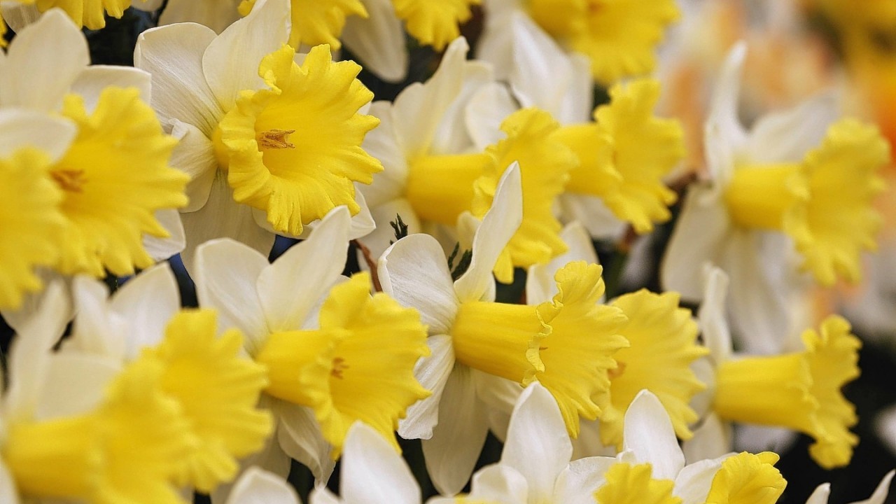 A new daffodil named 'Georgie Boy', to mark the birth of Prince George on display at the Chelsea Flower Show