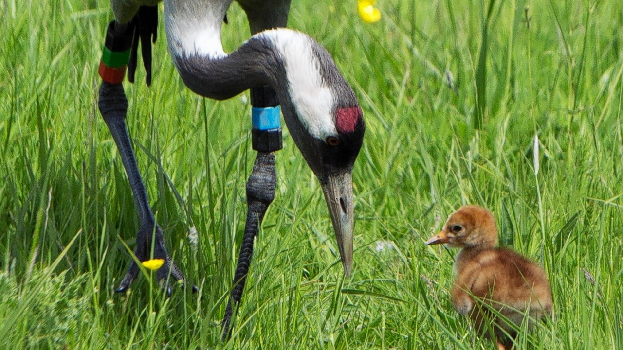 Crane chick with one of its parents at the Slimbridge Wetland Centre in Gloucestershire, one of two crane chicks to be hatched by Slimbridge cranes - Monty and Chris and the first in the west of Britain for 400 years