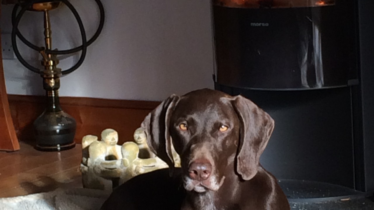 Dita the German shorthaired pointer lives with Liz Marchant at Glen Tanar