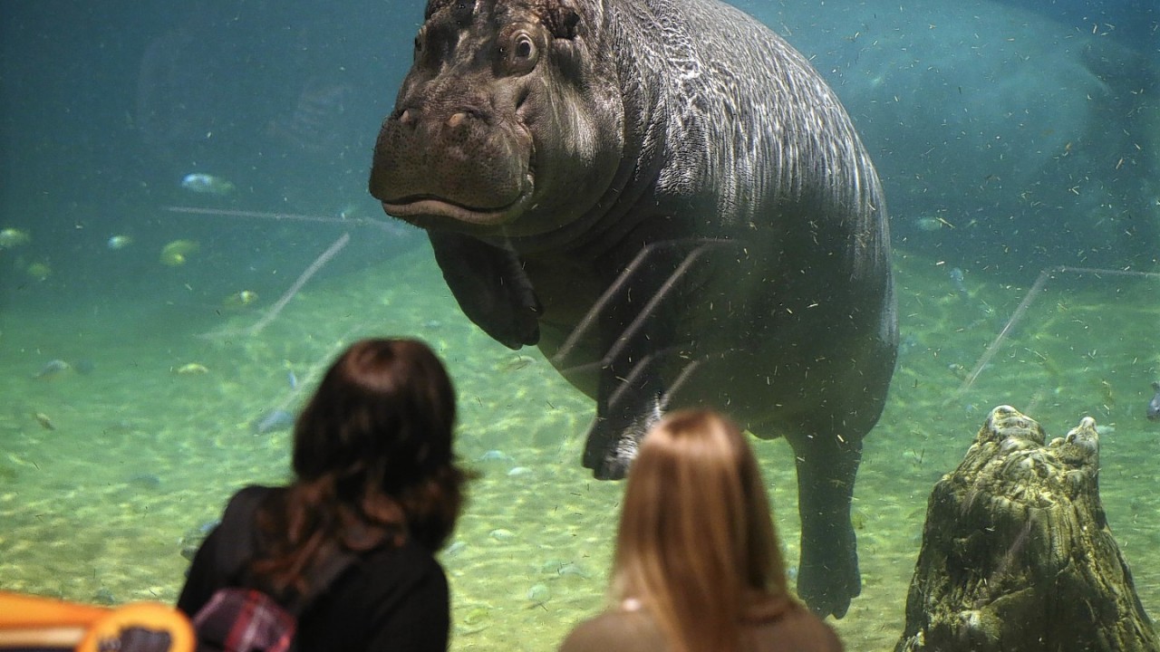 People watch as a hippopotamus, named Genny, looks back at them at Adventure Aquarium, Thursday, May 29, 2014, in Camden, N.J. New Jersey's Adventure Aquarium has a new home for its two Nile hippopotamuses, Genny is 4,000 pounds and Button is 3,000 pounds. They now live in a hippopotamus exhibit, 'Hippo Haven.' The aquarium spent more than $1 million to renovate the hippos' home