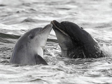 Dolphins in the Firth