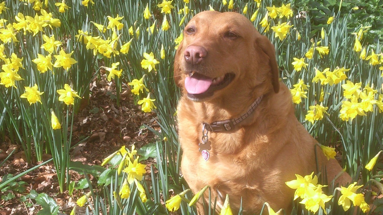 Fox red lab, Lucy is five years old and lives with Ralph and Elaine in Kemnay. This is her relaxing among the daffies in Fetternear Estate.
