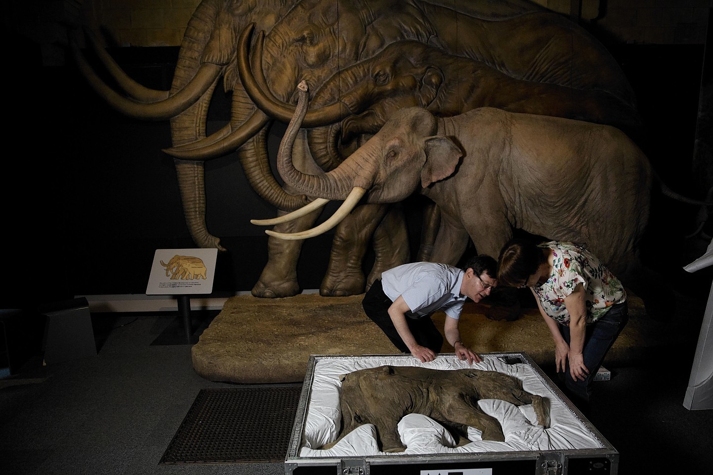 Mammoth researcher Professor Adrian Lister, left, and curator of the Shemanovsky Museum Galina Karzanova pose for members of the media looking at Lyuba, a baby woolly mammoth considered to be the most complete example of the species ever found, at the Natural History Museum in London