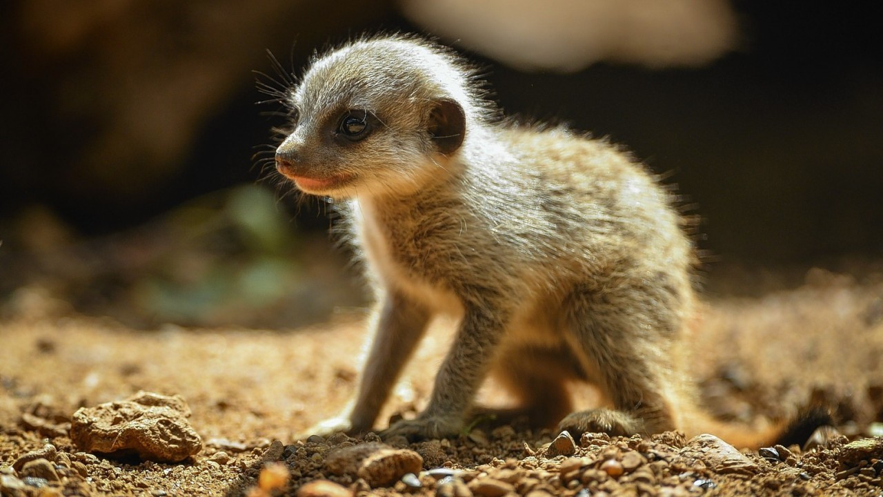 Five baby meerkats have been born at Chester Zoo.