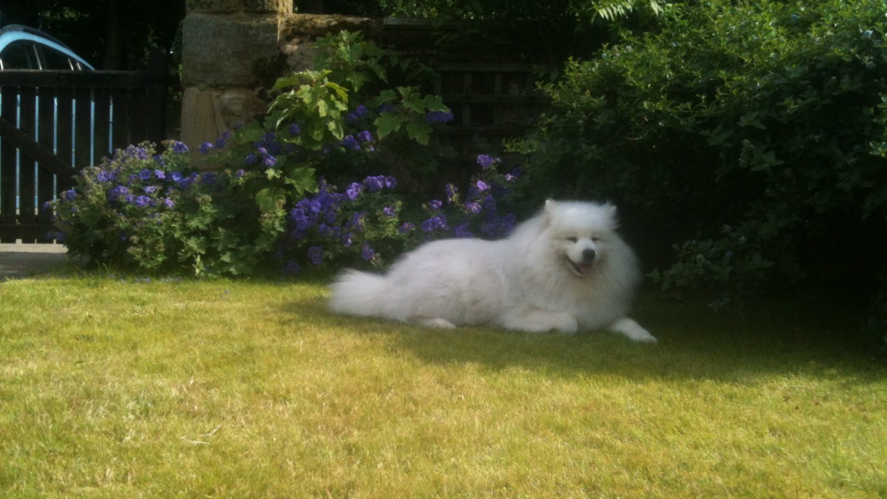Mishka is a six-year-old Samoyed who lives with Al and Catriona Mowatt in Stornoway, Isle of Lewis