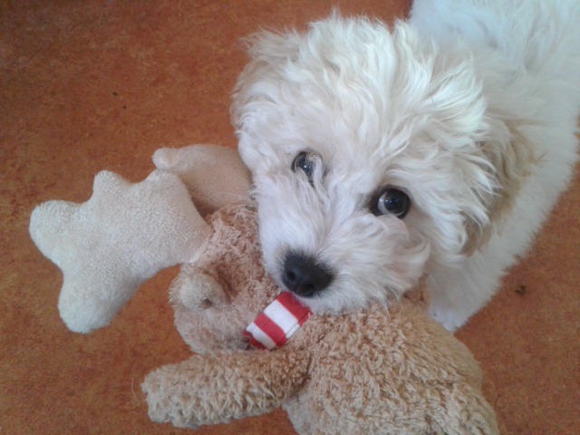 Murphy the Cavachon (cavalier spaniel x bishon frise) is four months old and lives with Jan, Laura and Patrick MacPherson in Forres.