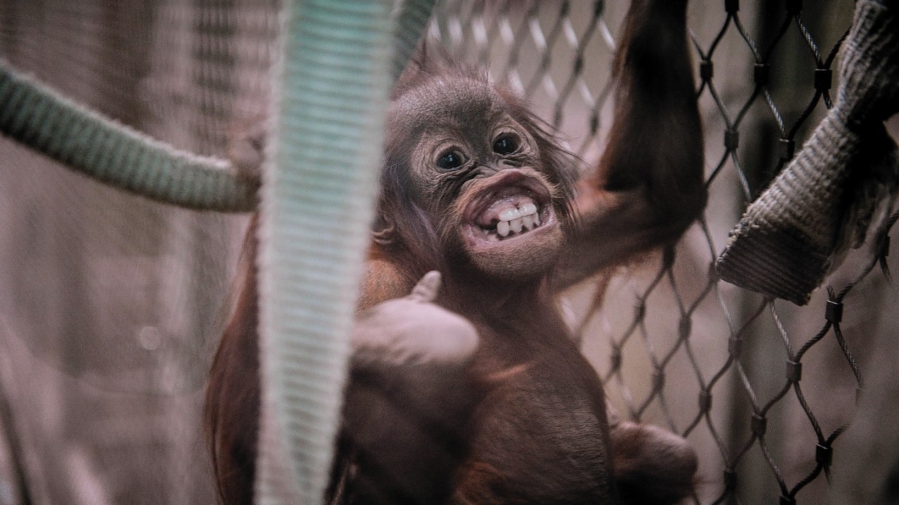 Tripa the baby Sumatran orangutan at Chester Zoo, as the zoo revealed that a study on the dental health of orangutans at the zoo could play an essential role in protecting their wild counterparts thousands of miles away in Borneo and Sumatra
