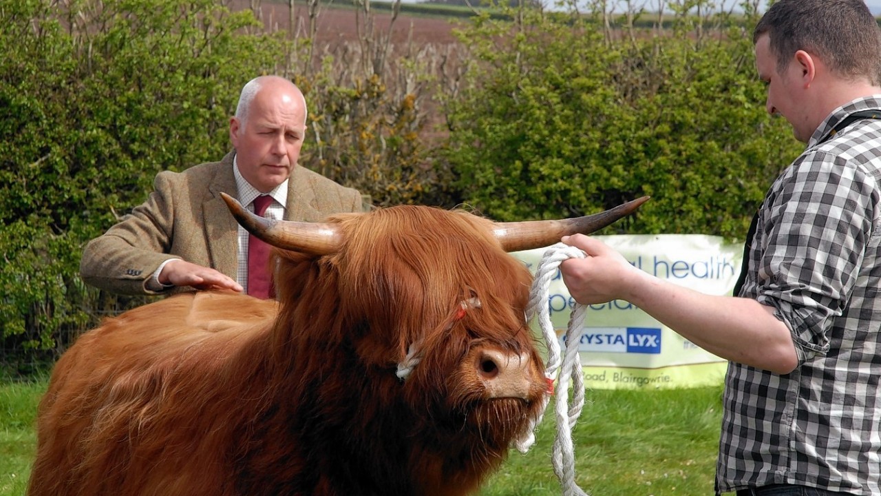 First prize for Angus the bull at the Highland Show