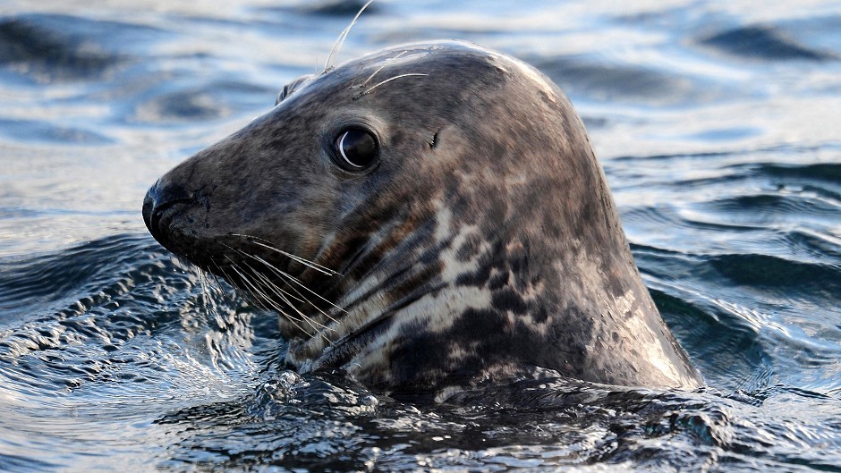 Campaigners are calling for a total ban on shooting seals in Scotland.