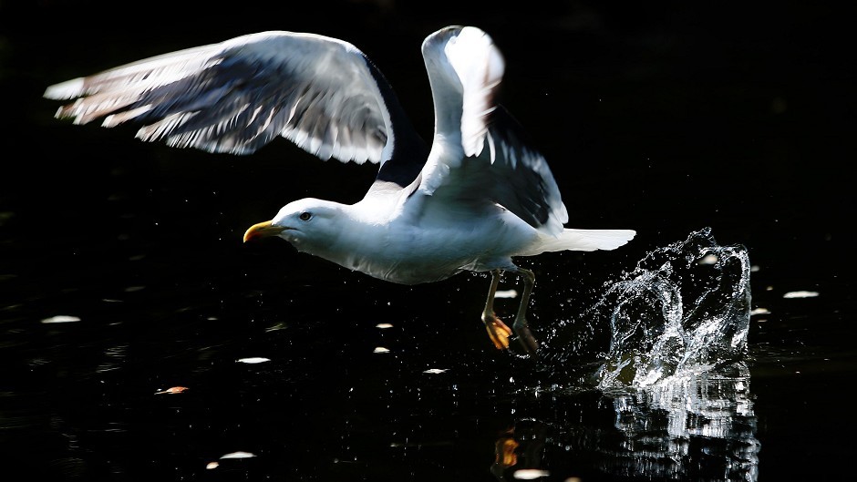 Seagulls could be policed by sheep dogs in a bid to protect the environment.