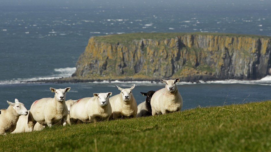The food crime unit could trace the meat from stolen sheep