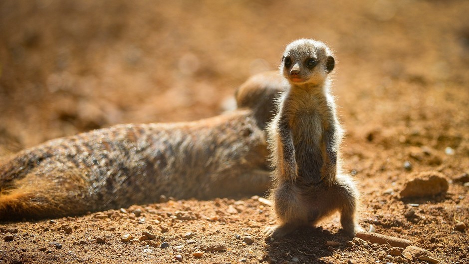 Five baby meerkats have been born at Chester Zoo.