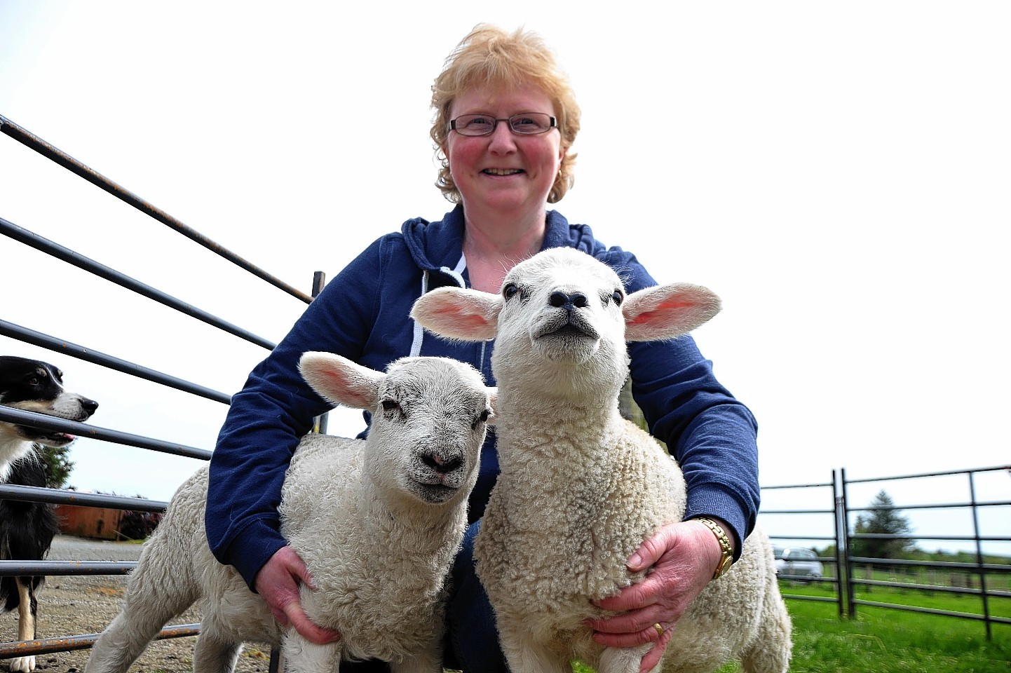 Loraine Allan reunited with her stolen lambs