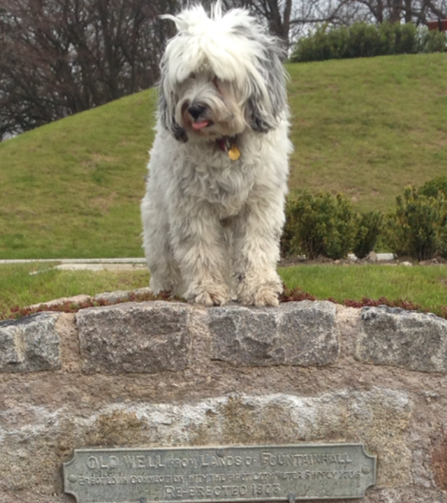 This is Tess, the Tibetan terrier, enjoying a day out in the Duthie Park Aberdeen. Thankfully she didn't jump into the well. She lives with the Black family in Abernethy.