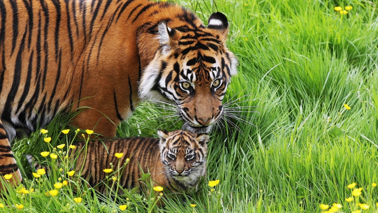 Surya with her Sumatran tiger cub Mentari, as the cubs make their way outside for the first time at Flamingo Land, Malton, North Yorkshire