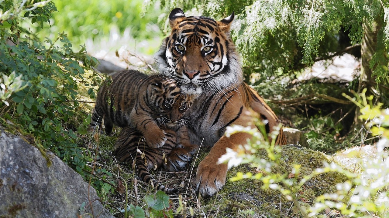 Surya with her Sumatran tiger cub Mentari, as the cubs make their way outside for the first time at Flamingo Land, Malton, North Yorkshire