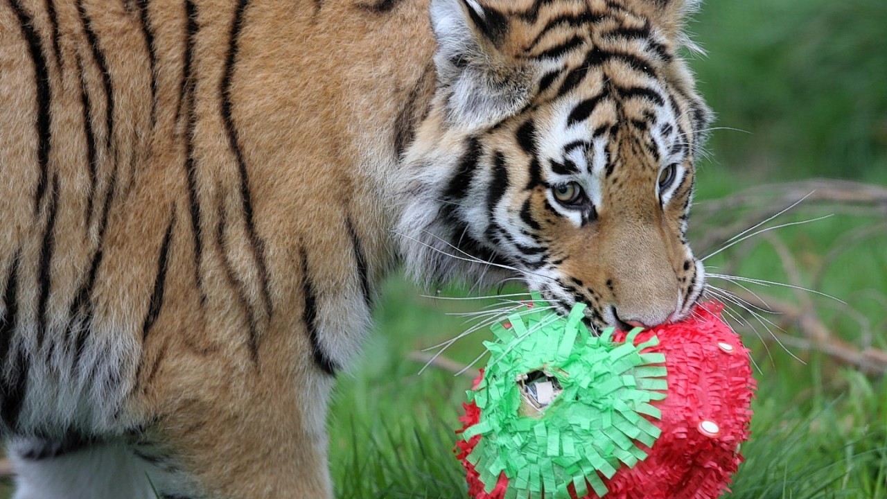 MURRAY THE TIGER CUB (WHO WAS NAMED AFTER ANDY MURRAY) CELEBRATES HIS 1ST BIRTHDAY WITH A LARGE "WIMBLEDON" STRAWBERRY.