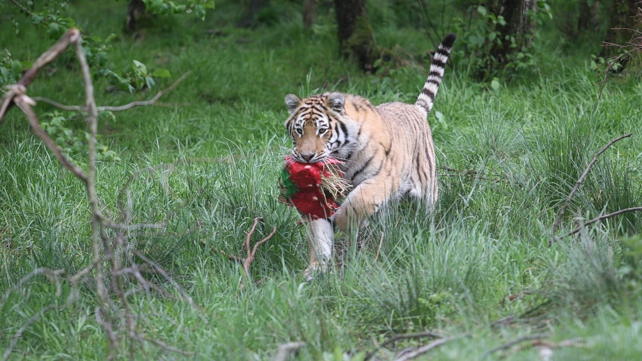 MURRAY THE TIGER CUB (WHO WAS NAMED AFTER ANDY MURRAY) CELEBRATES HIS 1ST BIRTHDAY WITH A LARGE "WIMBLEDON" STRAWBERRY, WATCHED CLOSELY BY MUM DOMINIKA