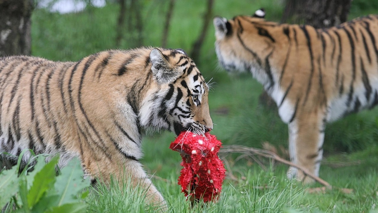 MURRAY THE TIGER CUB (WHO WAS NAMED AFTER ANDY MURRAY) CELEBRATES HIS 1ST BIRTHDAY WITH A LARGE "WIMBLEDON" STRAWBERRY, WATCHED CLOSELY BY MUM DOMINIKA