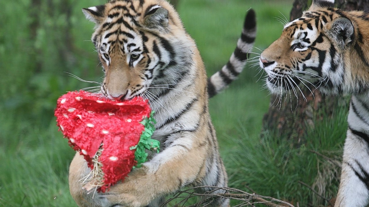 MURRAY THE TIGER CUB (WHO WAS NAMED AFTER ANDY MURRAY) CELEBRATES HIS 1ST BIRTHDAY WITH A LARGE "WIMBLEDON" STRAWBERRY, WATCHED CLOSELY BY MUM DOMINIKA