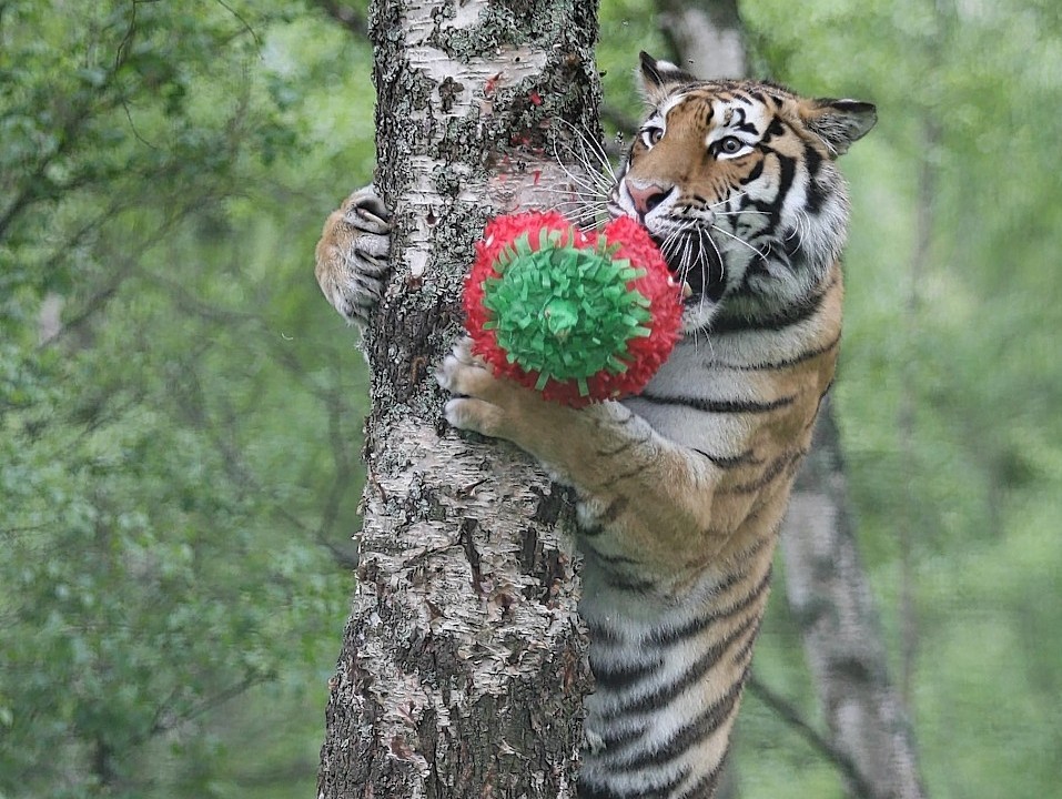 The tiger cubs had a tennis theme to their first birthday