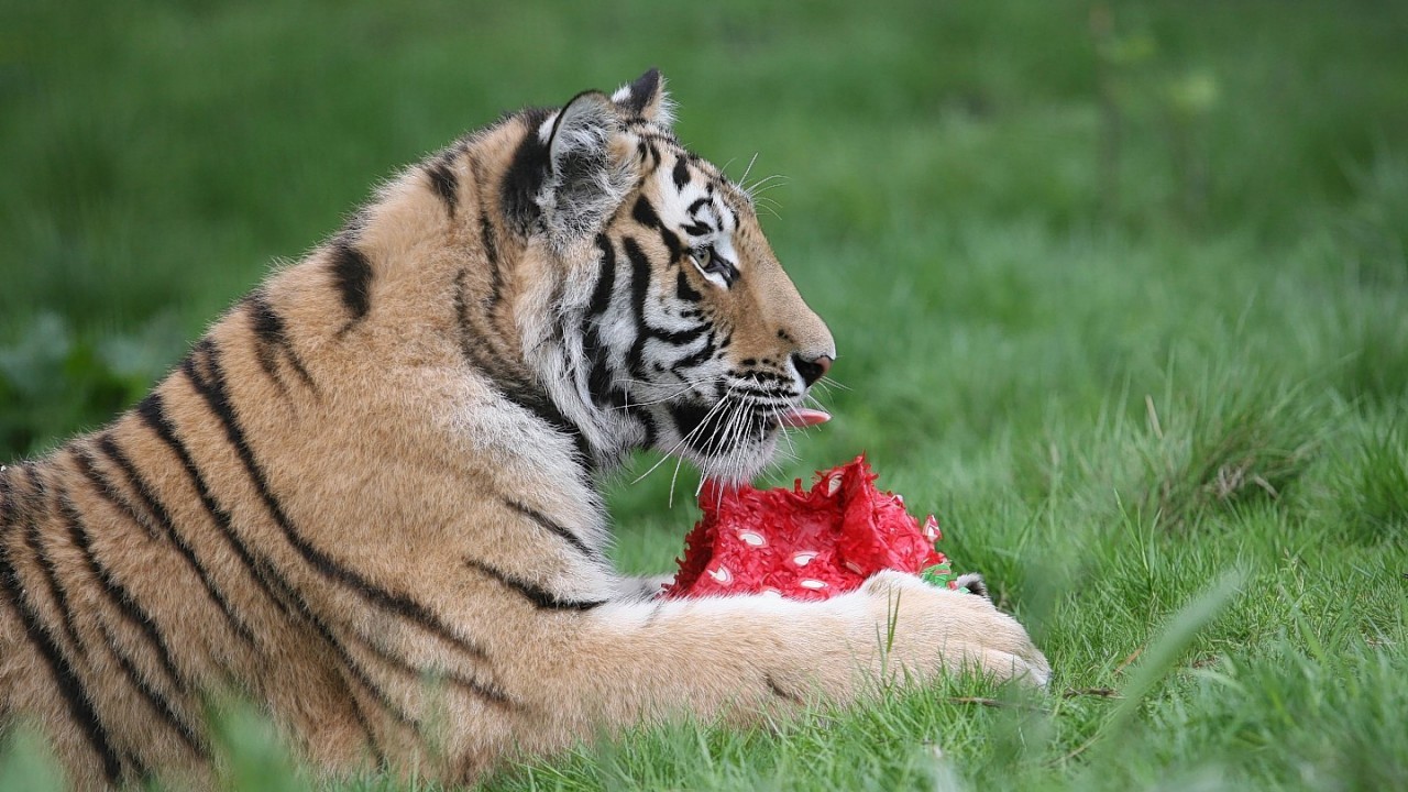 MURRAY THE TIGER CUB (WHO WAS NAMED AFTER ANDY MURRAY) CELEBRATES HIS 1ST BIRTHDAY WITH A LARGE "WIMBLEDON" STRAWBERRY, WATCHED CLOSELY BY MUM DOMINIKA