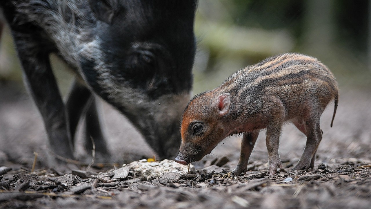 A rare Visayan warty piglet, which born at Chester zoo a week ago