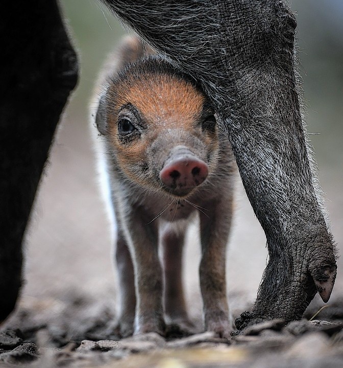 A rare Visayan warty piglet, which born at Chester zoo a week ago