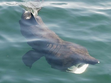 Coll is a hotspot for basking sharks.