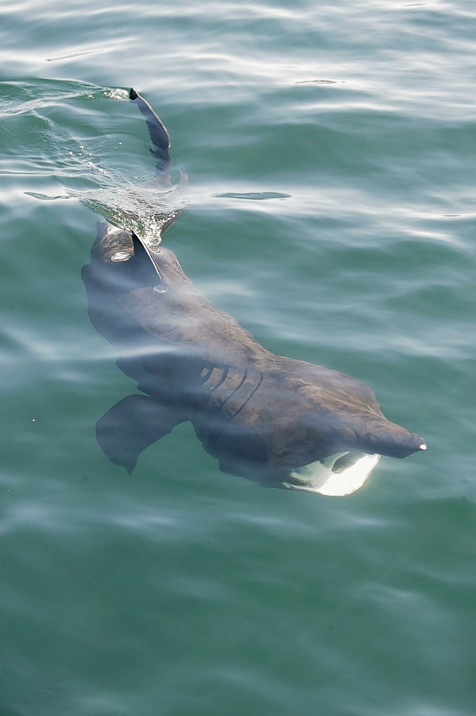 Basking sharks were also recently spotted off Coll. Photo credit: Colin Speedie, Wave Action and the Swiss Shark Foundation