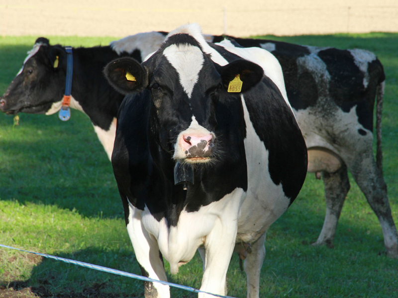 Dairy cows