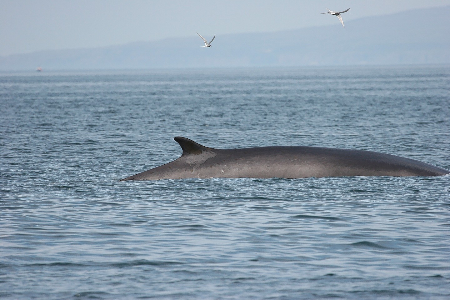 A Fin Whale spotted off the coast of Coll